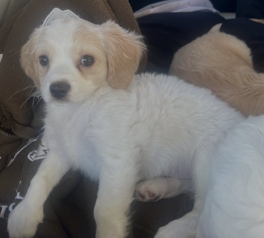 Screenshot 2026-03-14 at 4.51.25 PM.png