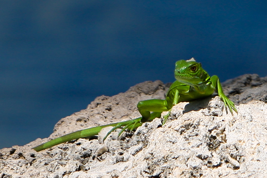 EdJohnston-Bright-Green-Lizard-Iguana-6144w.jpg