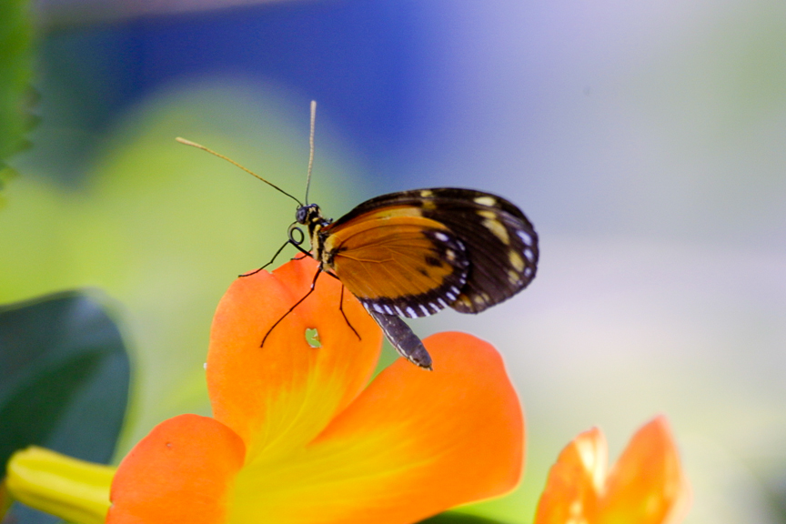 EdJohnston-Orange-Butterfly-9237w.jpg