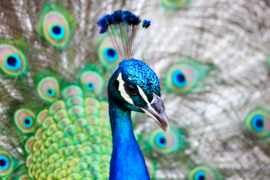 EdJohnston-Peacock-Closeup-0352w.jpg