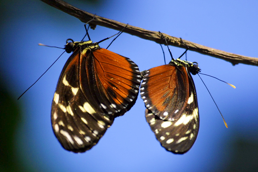 EdJohnston-Two-Butterflies-9290w.jpg