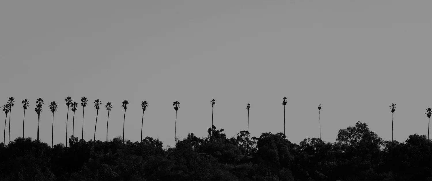 PALM_RAW_x1500_CROP.jpg