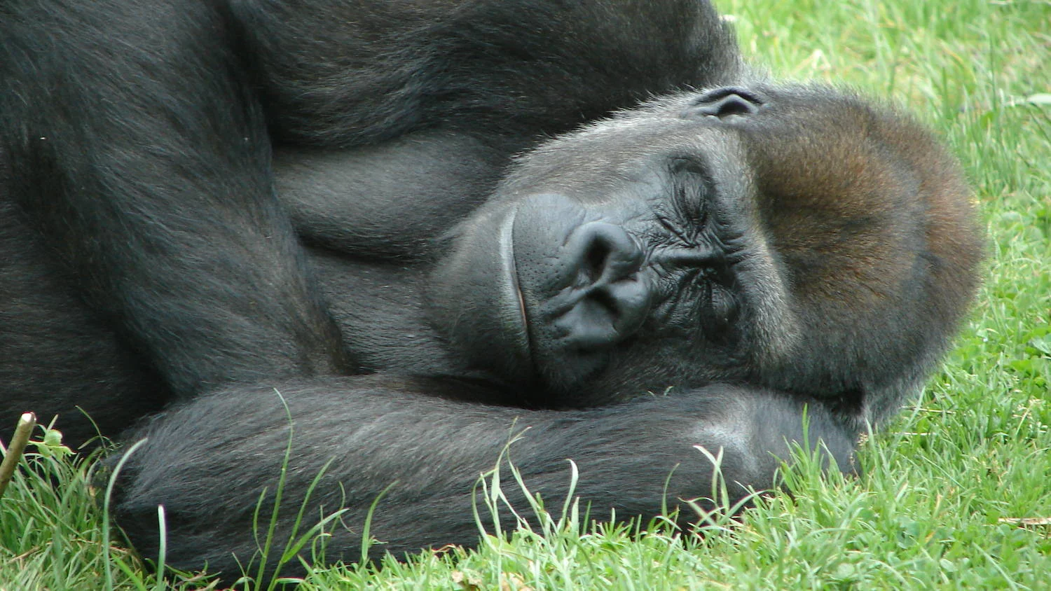 3 Ways to Sleep Like a Silverback Gorilla