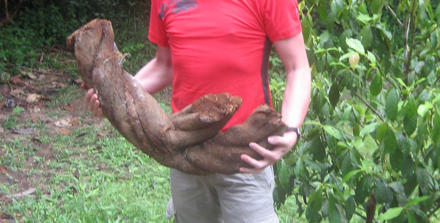 A 20 year old ayahuasca vine.