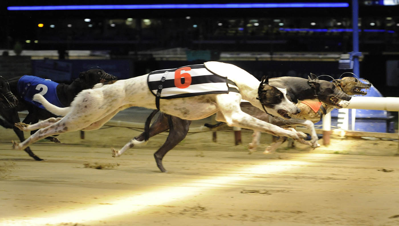 Identical sectional time of 3.63 for the three front runners, as Solway View (t6), Bandit Blue (t3) and almost hidden winner Me Buddy (t1, far side) race to the bend in unison in the Coral UK Standard on Friday night.
Romford 23.10.09
Pic Steve Nash