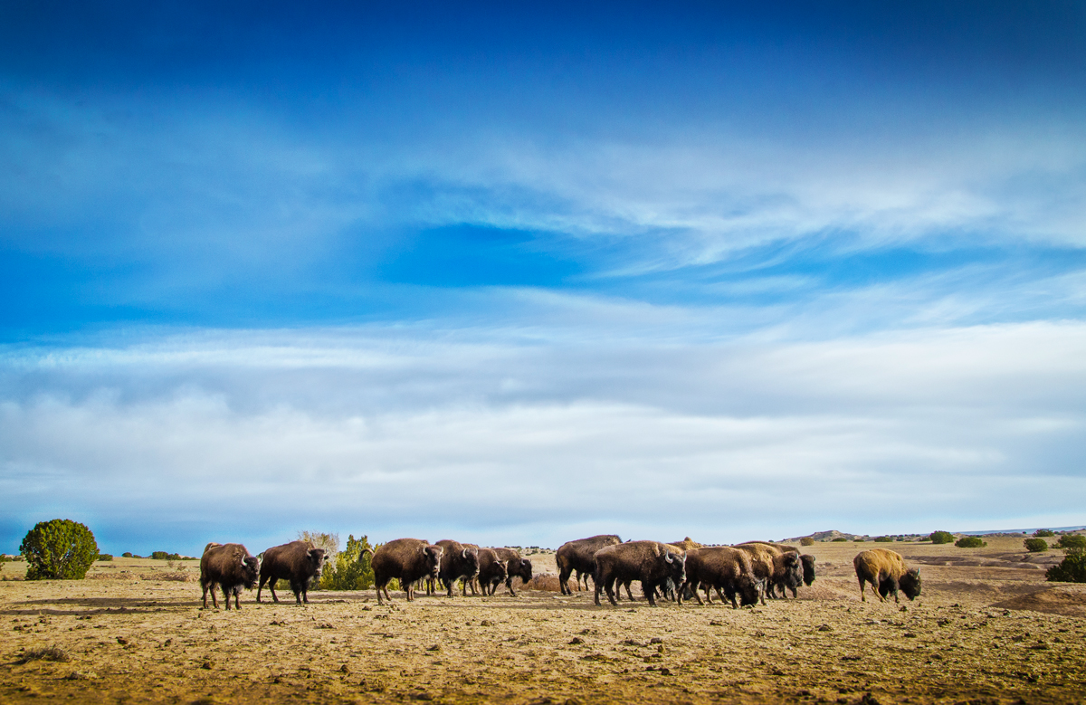 PojoaqueBisonHerd(web).jpg