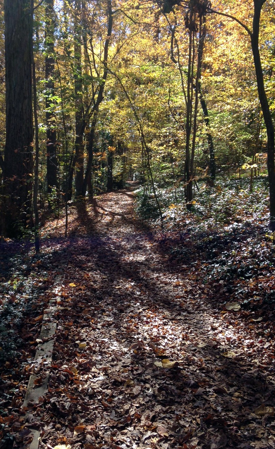 reynolda path2.jpg