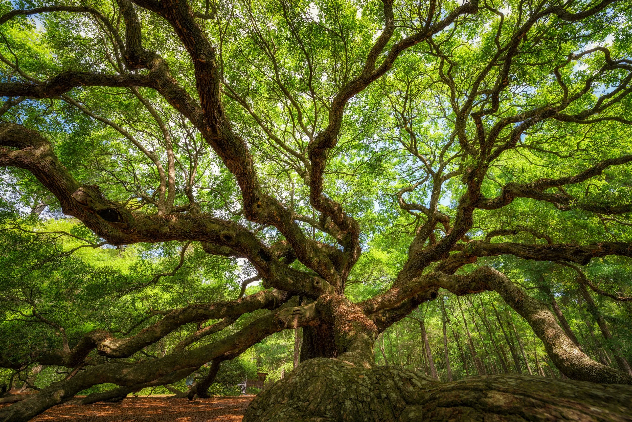Old Trees