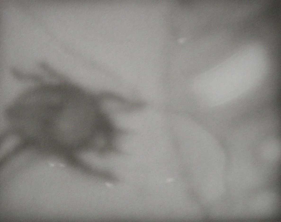 Beetle Drinking Spilled Champagne