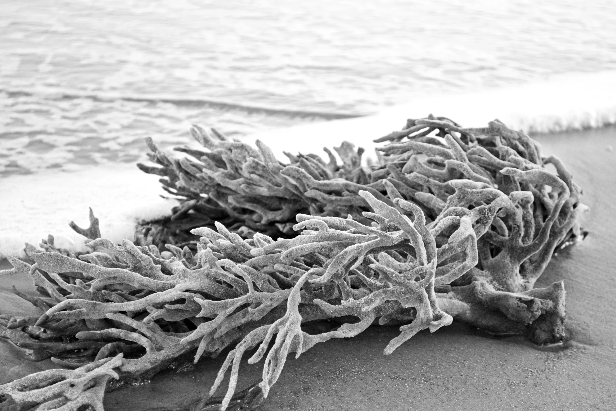 DSC_0671 edit 1 Coral Sponge.jpg