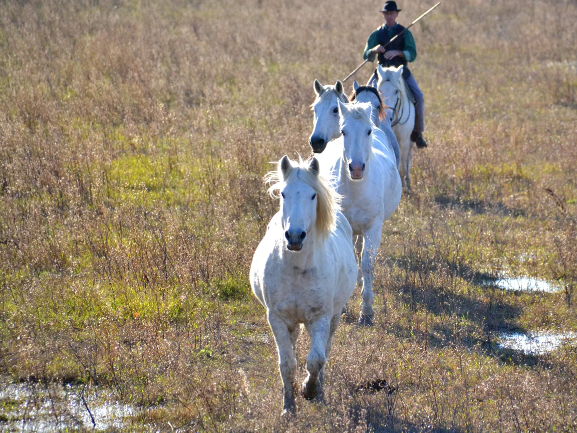 DSC_1481 -E1.jpg