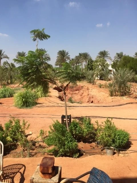 Dalia’s organic farm outside Cairo