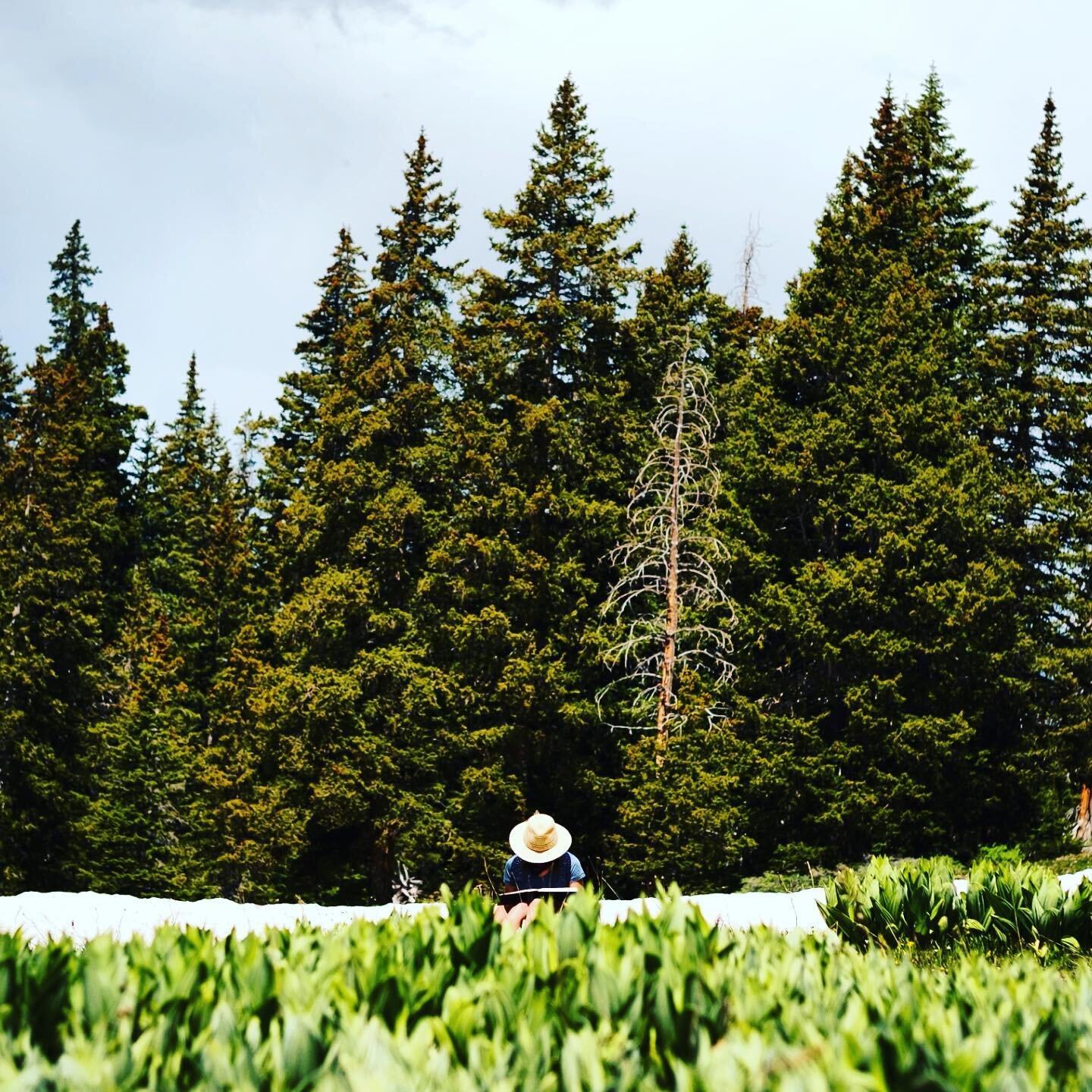 I am starting to dream of the skunk cabbage coming in, soggy steps through unmelted high alpine snow leading me to the perfect perch to paint. It won&rsquo;t be until June that I&rsquo;ll savor this delight in the high country, but the thought of it,