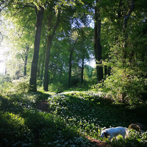 woodland-and-dog.jpg