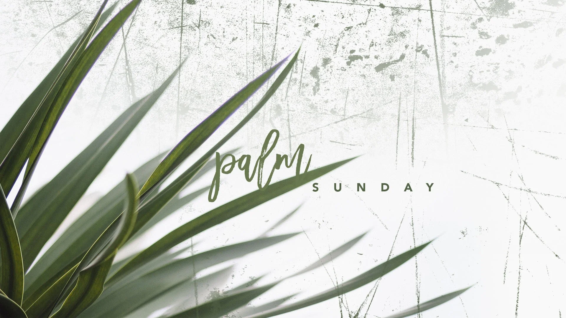 Palm Sunday Homily
