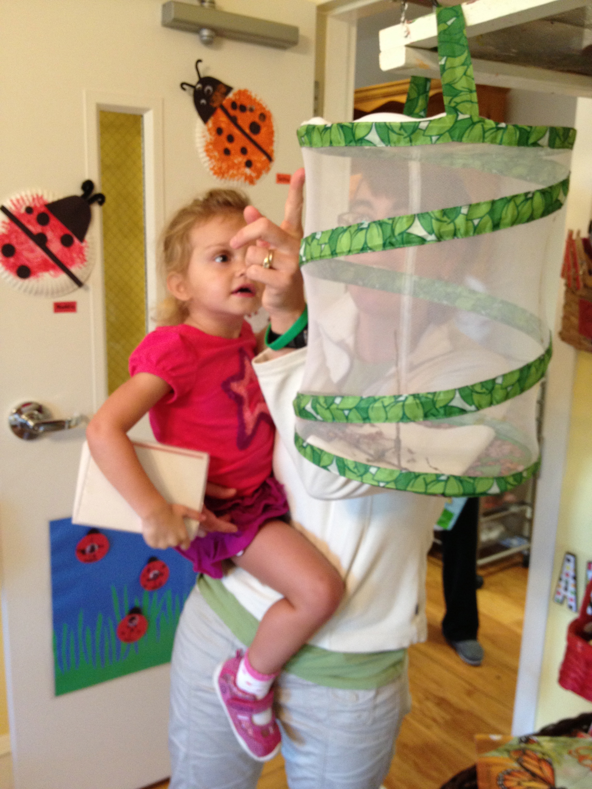 Where is the chrysalis?