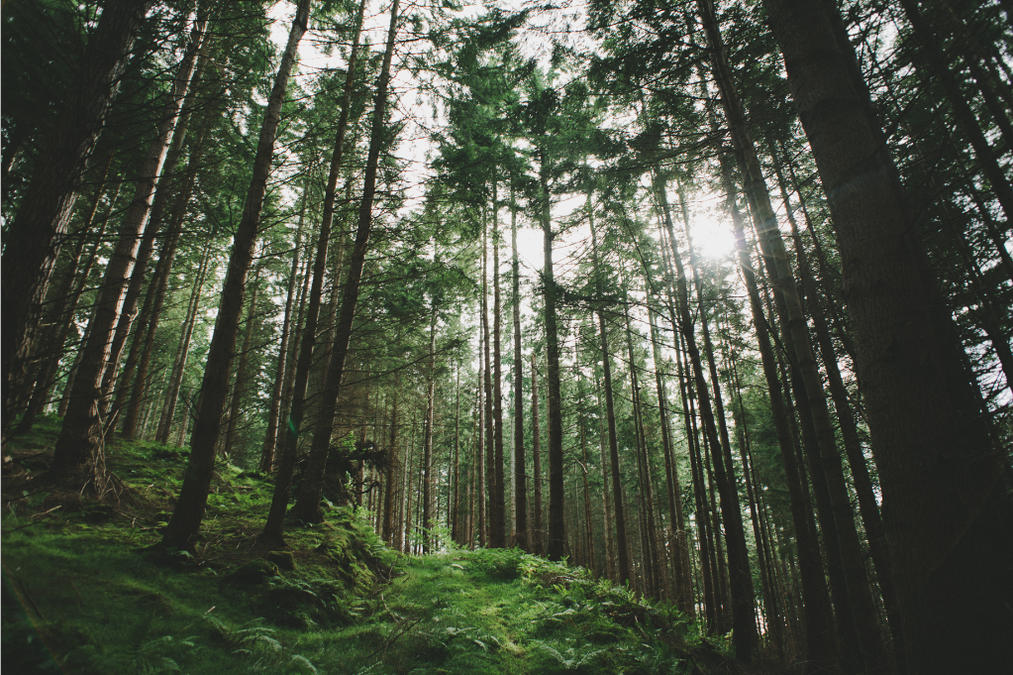 disposable film lightroom.png