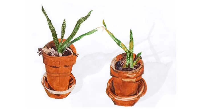 aloe2.jpg
