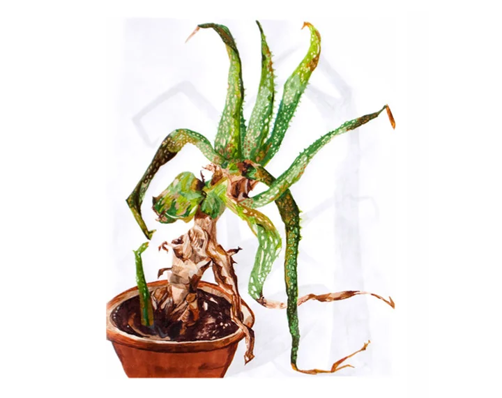 aloe.jpg