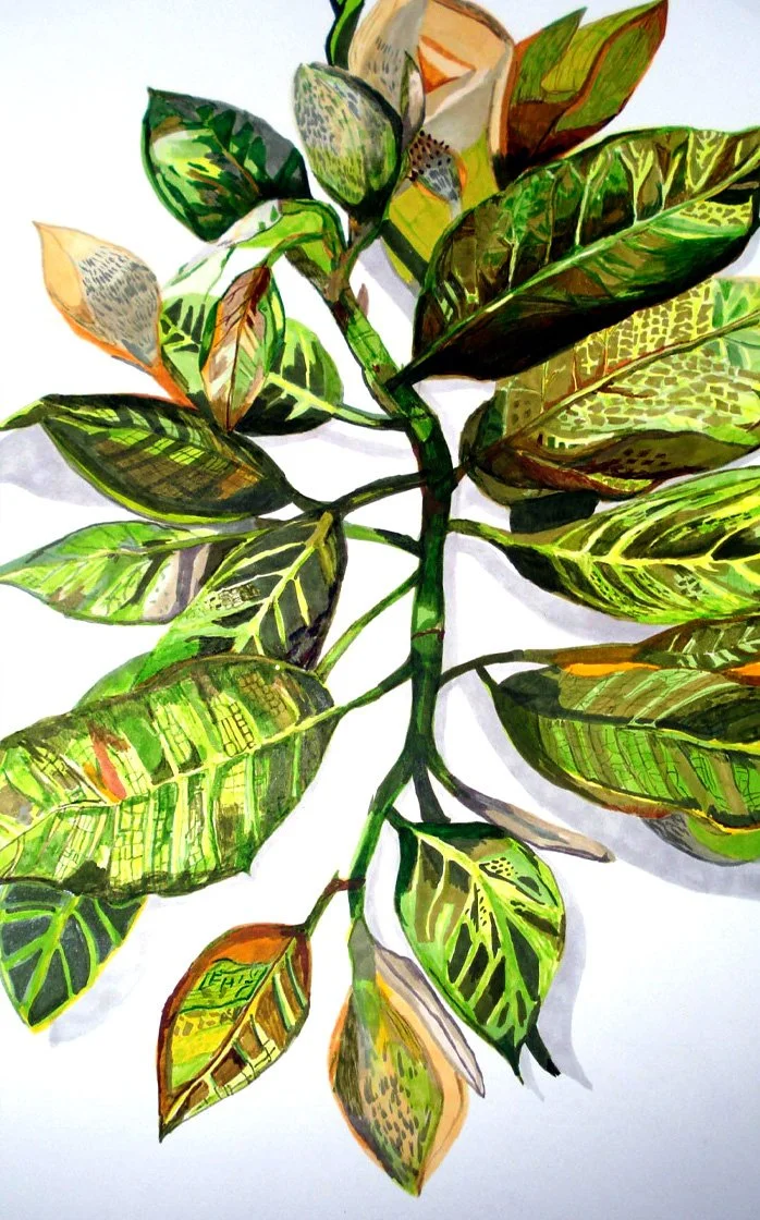 Magnolia_2.jpg