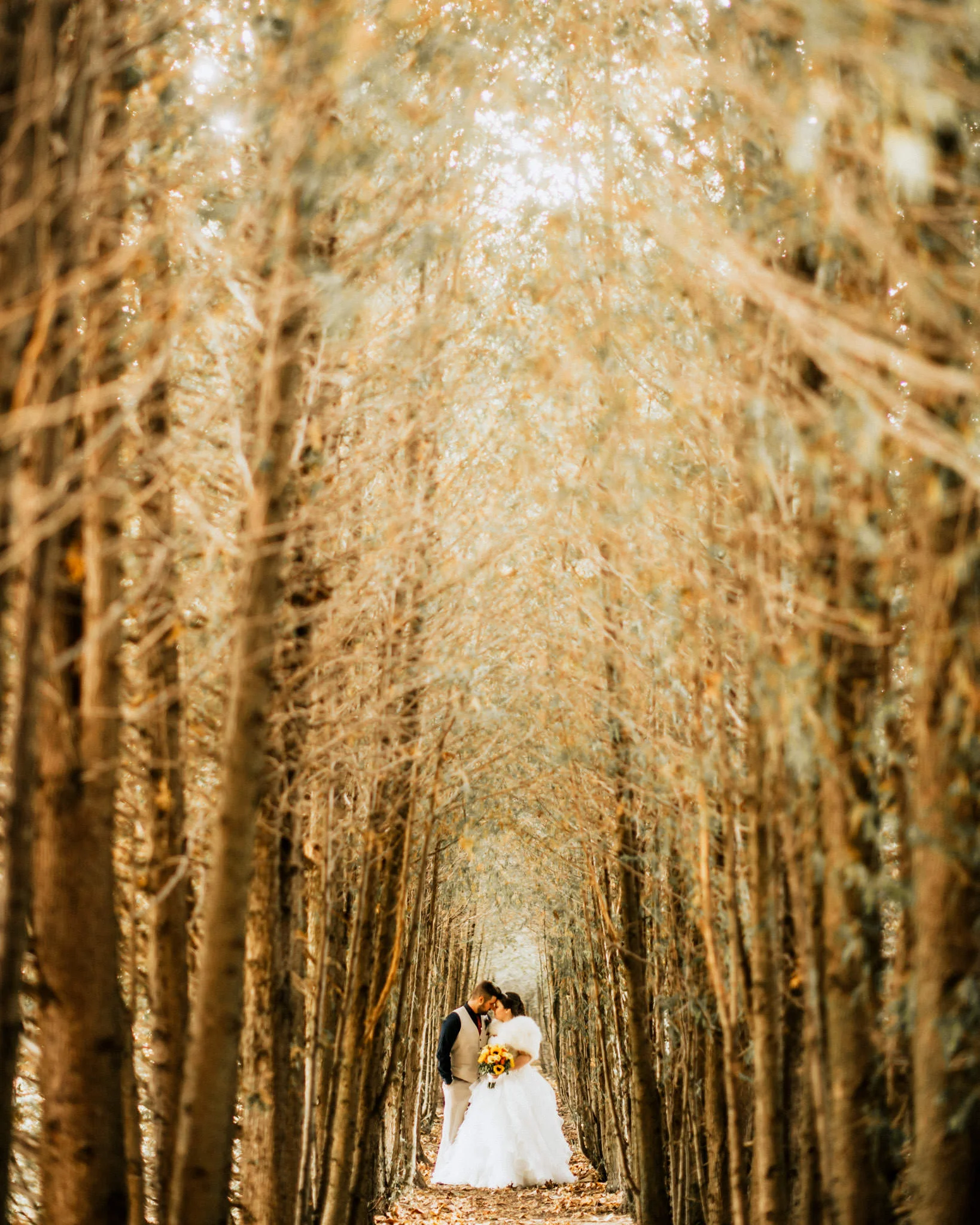 tree-lined-cedar-tunnel-cranberry-creek-gardens-001.jpg