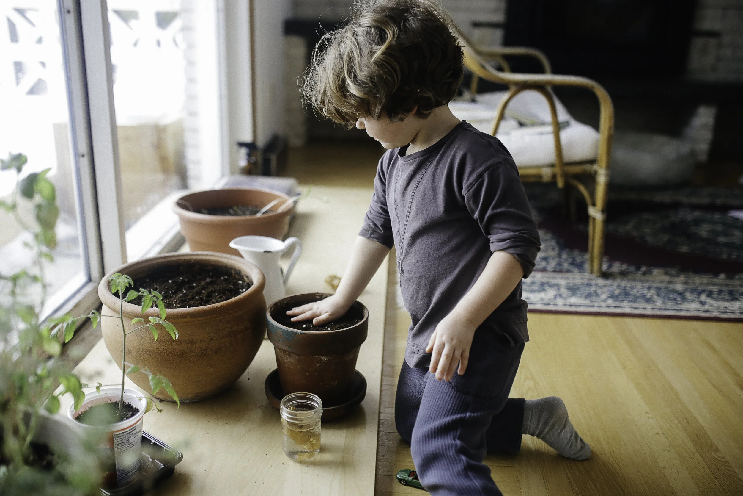 FAIRE POUSSER DU GINGEMBRE - JOURNAL DE NOTRE POTAGER