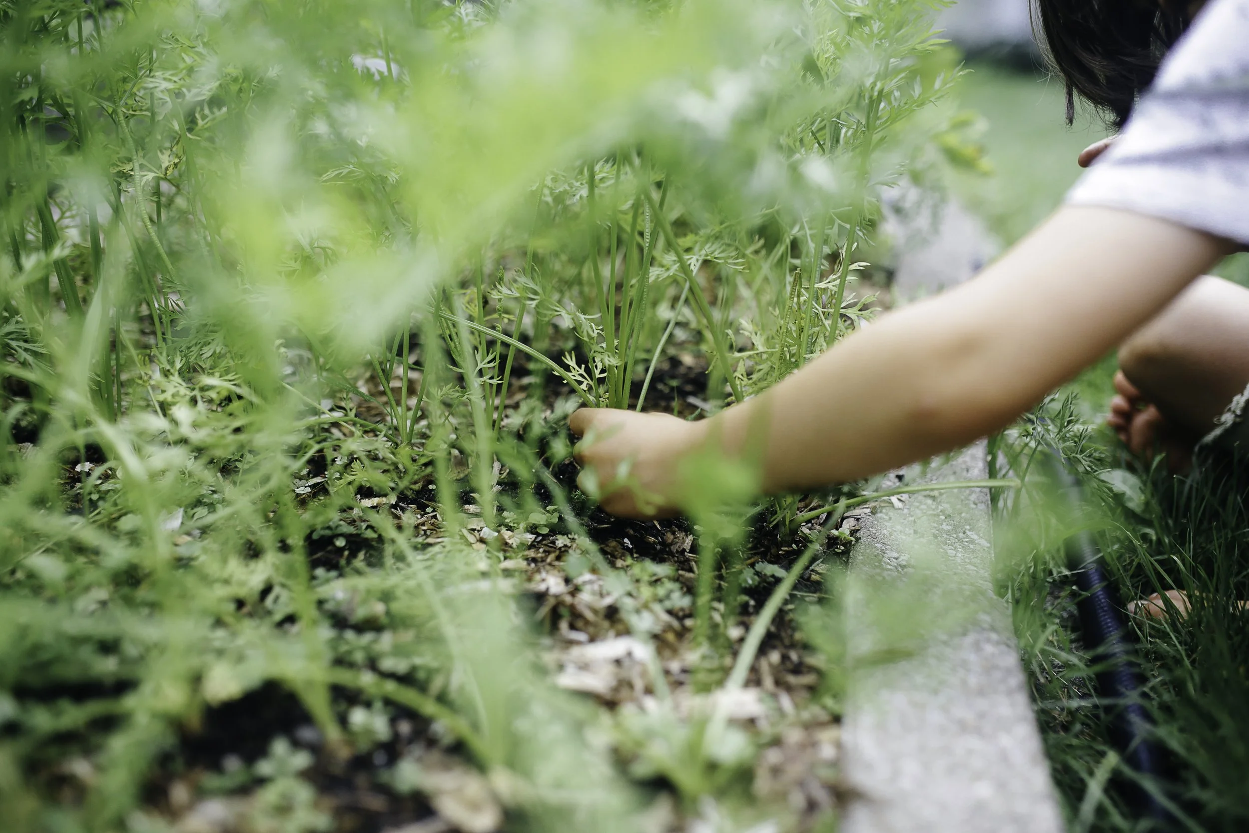 NOS SEMENCES 2022 // #JOURNALDUPOTAGER
