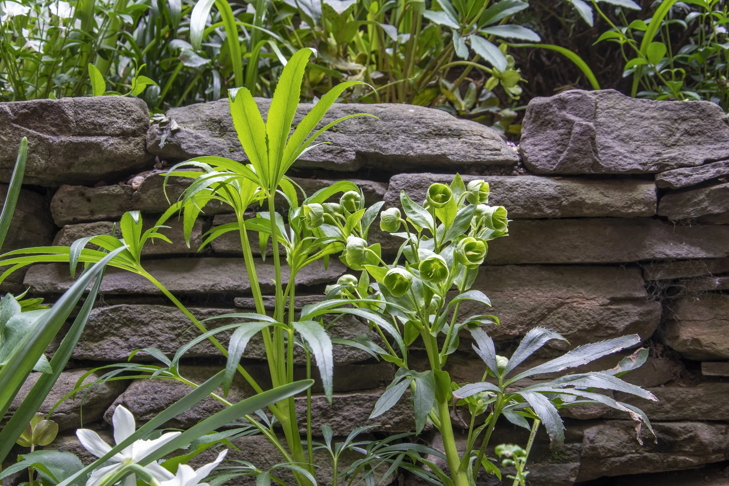 125E10_hellebore_DSC_0221 (1).jpg
