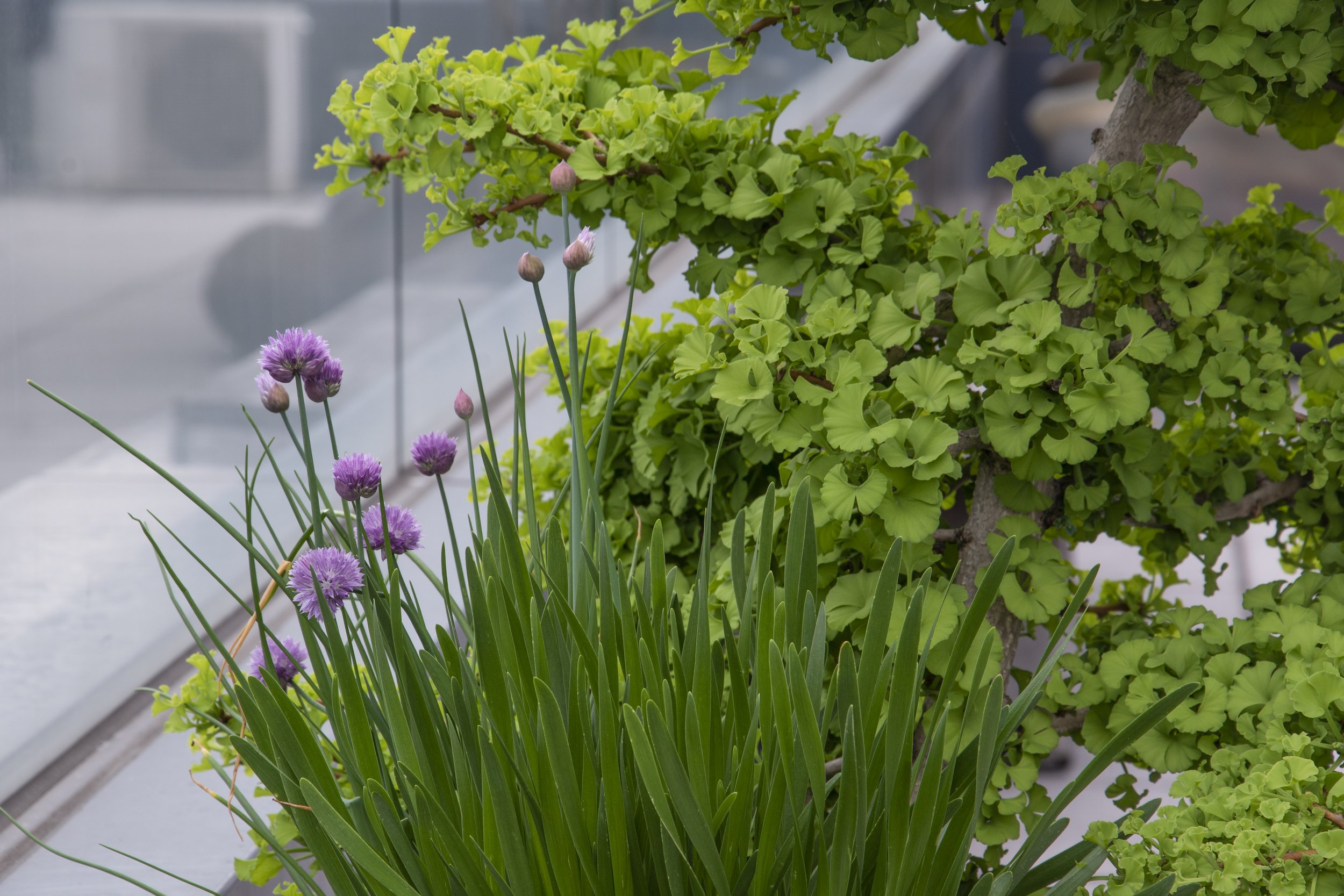 330Spring_chives_DSC_0769.jpg