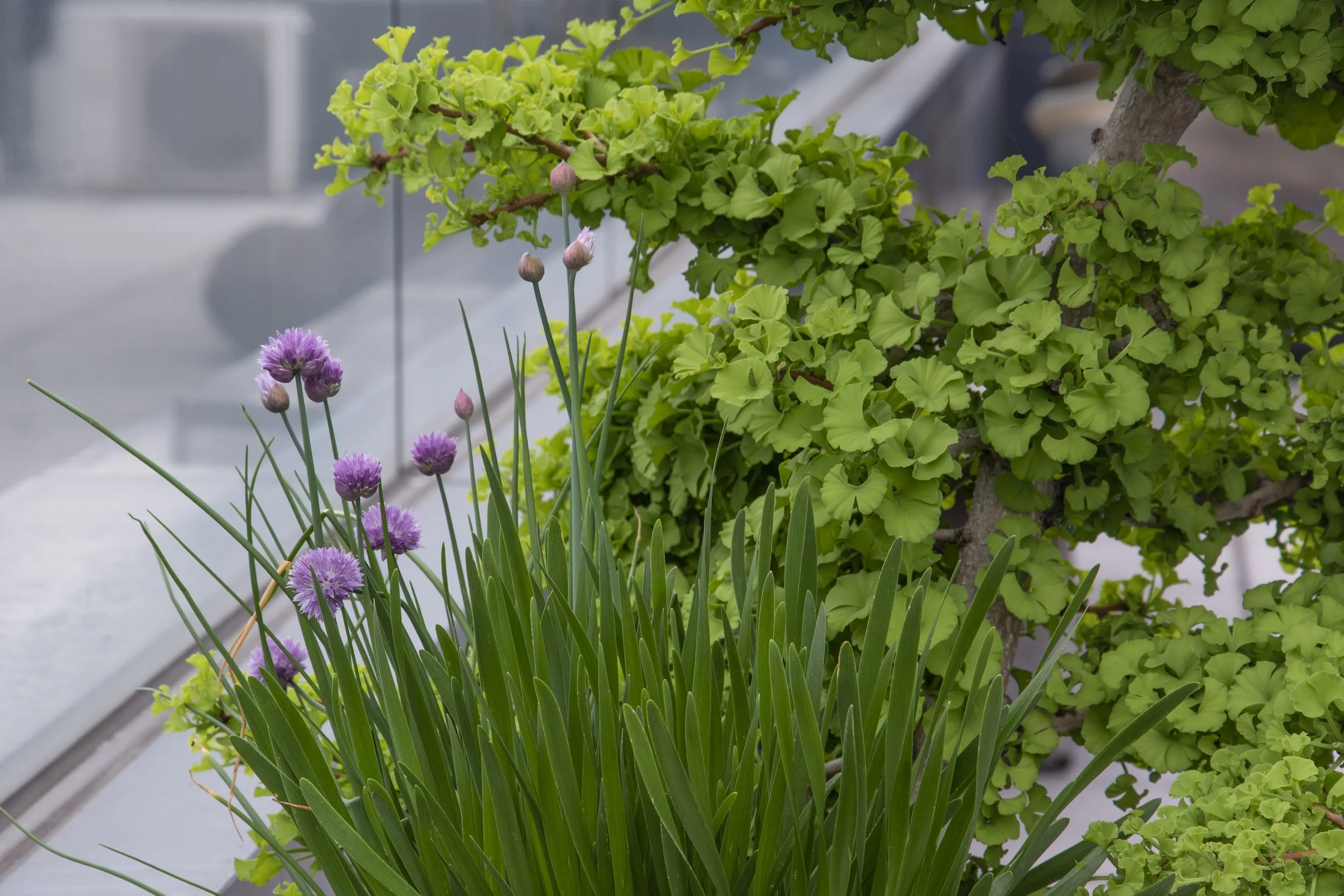 330Spring_chives_DSC_0769.jpg