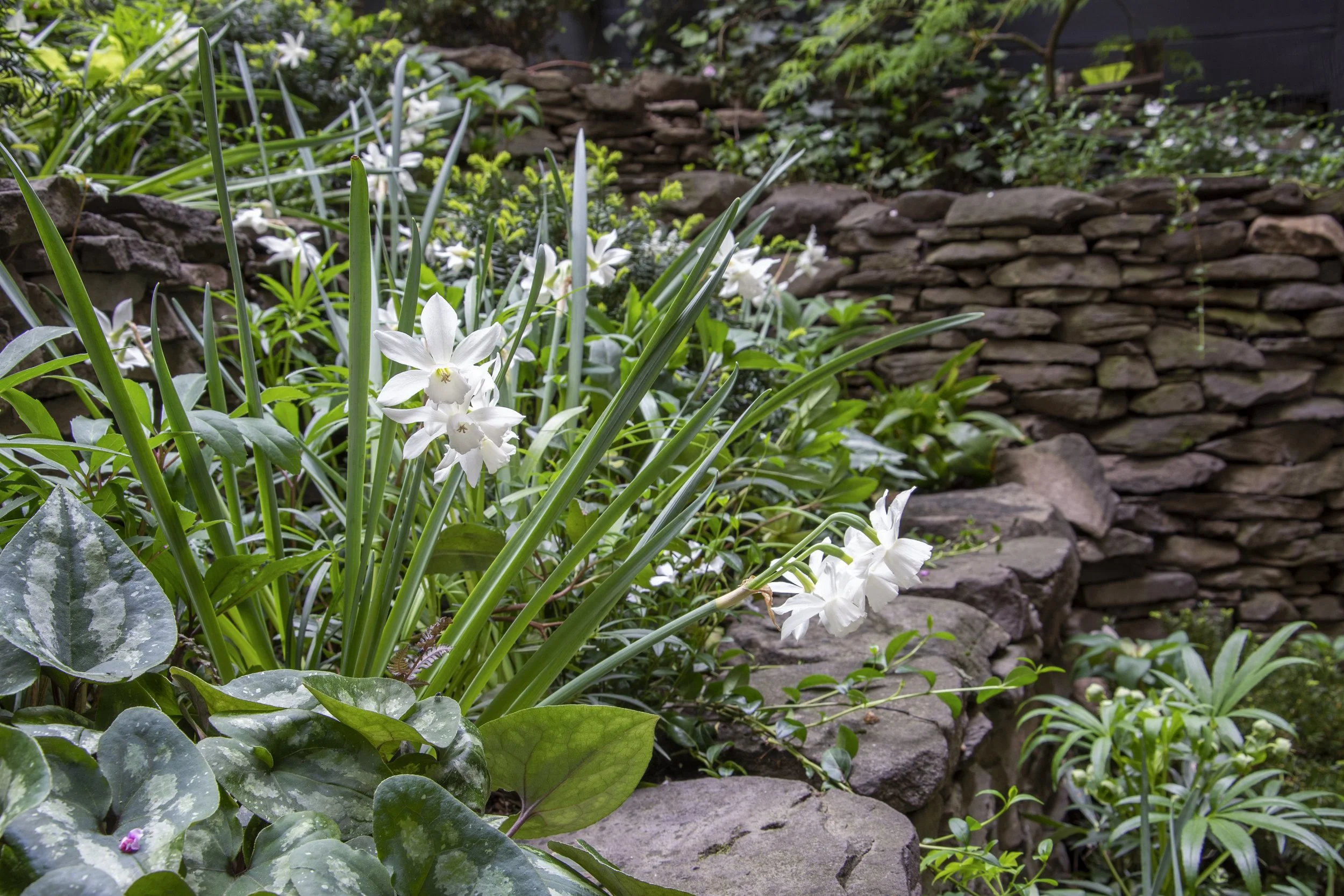 125E10_daffodil_DSC_0207.jpg.jpg