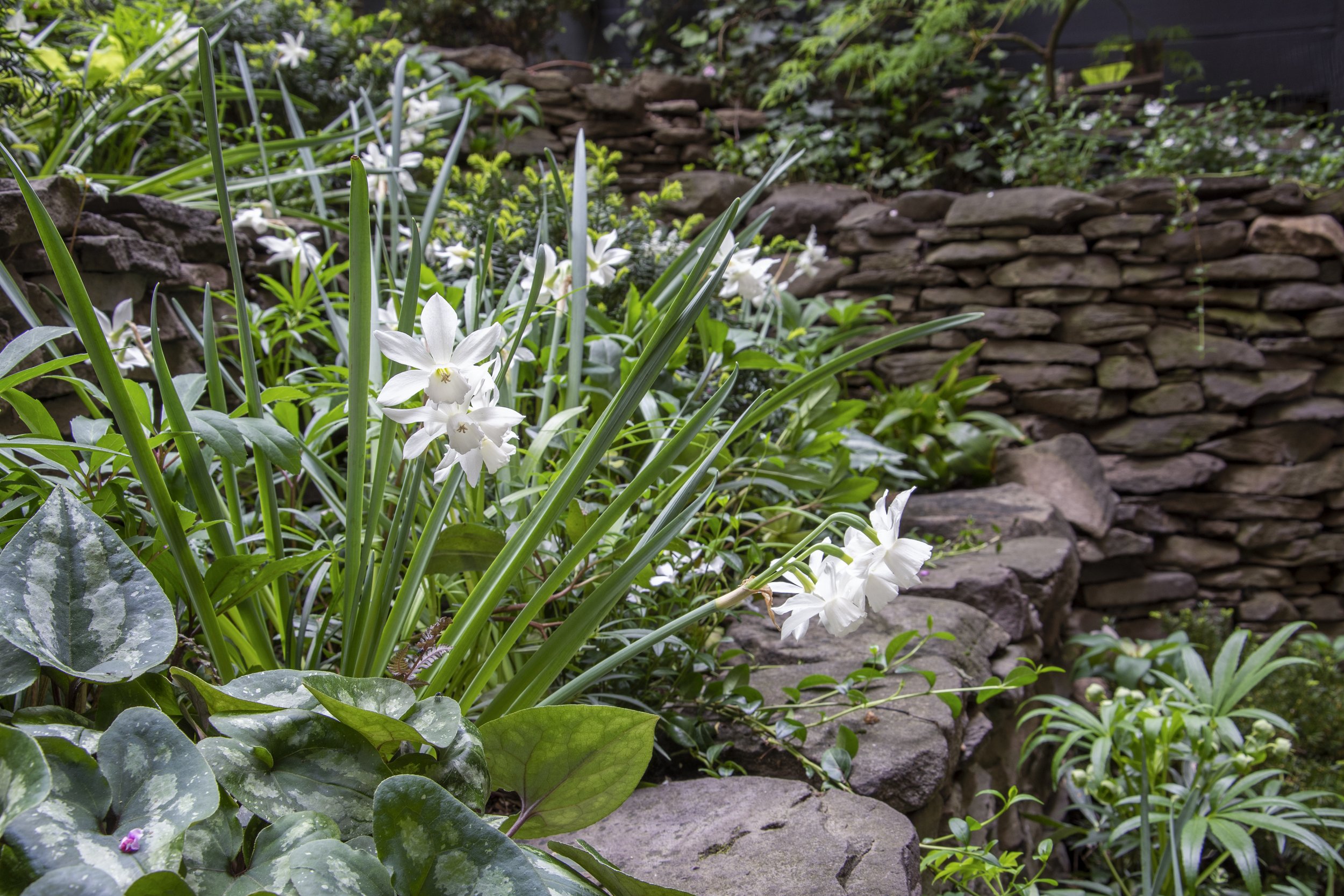 125E10_daffodil_DSC_0207.jpg.jpg