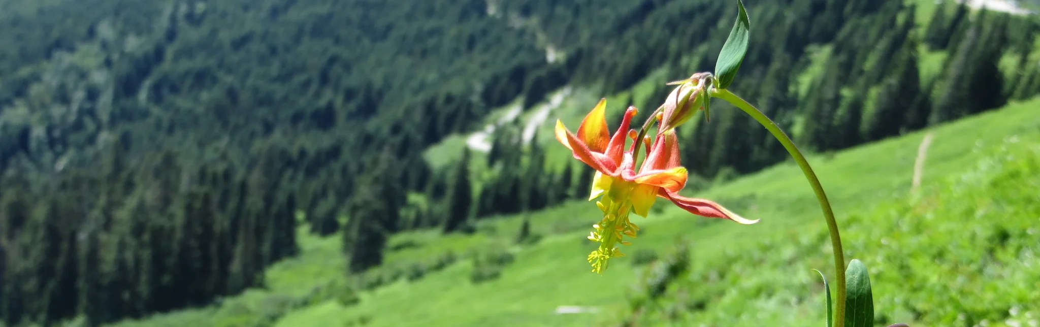flower.jpg