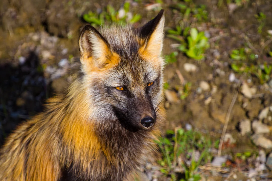 Sunny Fox