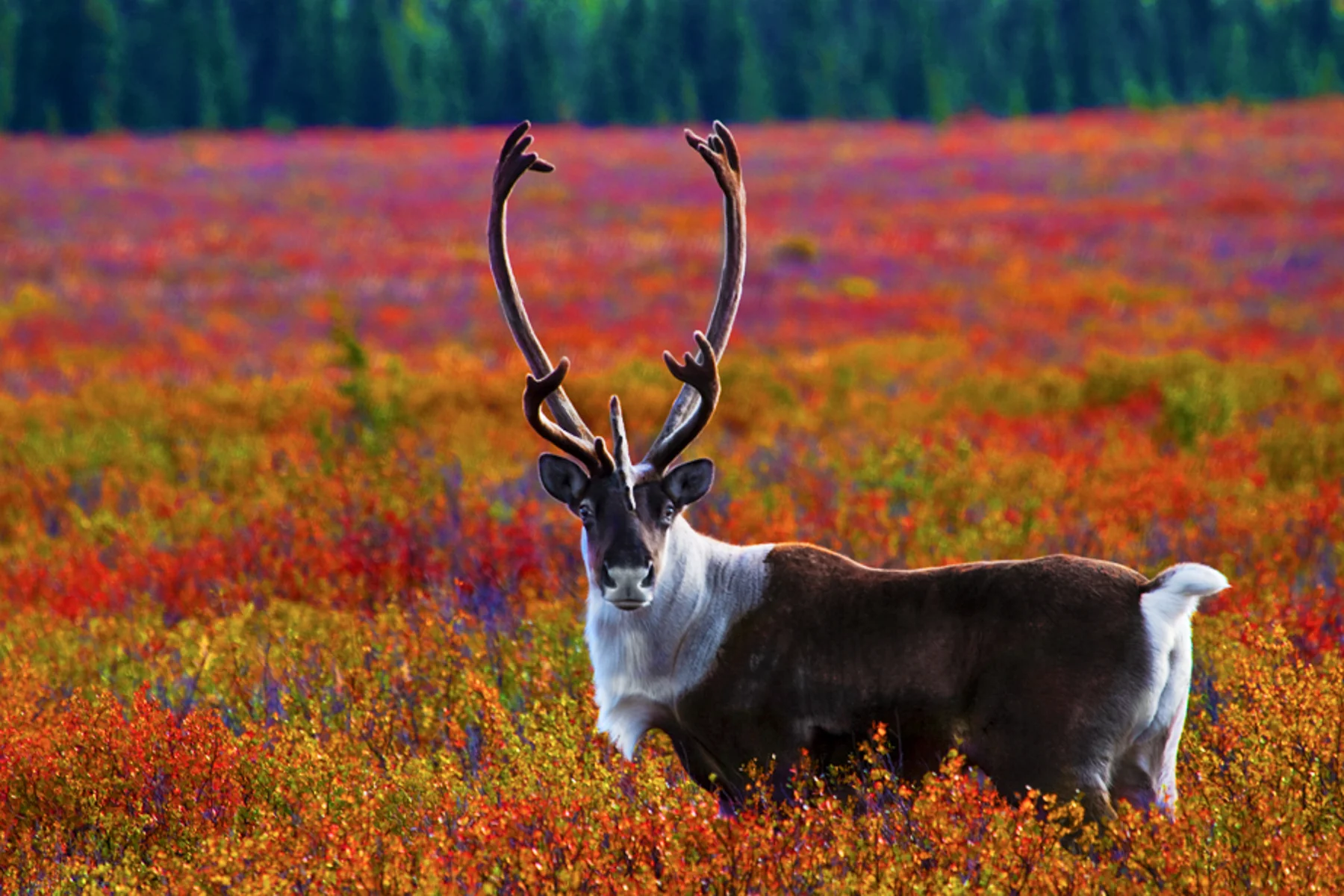 Caribou in Autumn