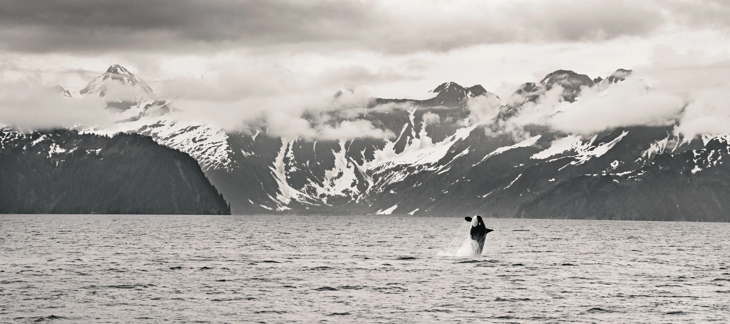 Full Breach, Kenai Fjords National Park, AK
