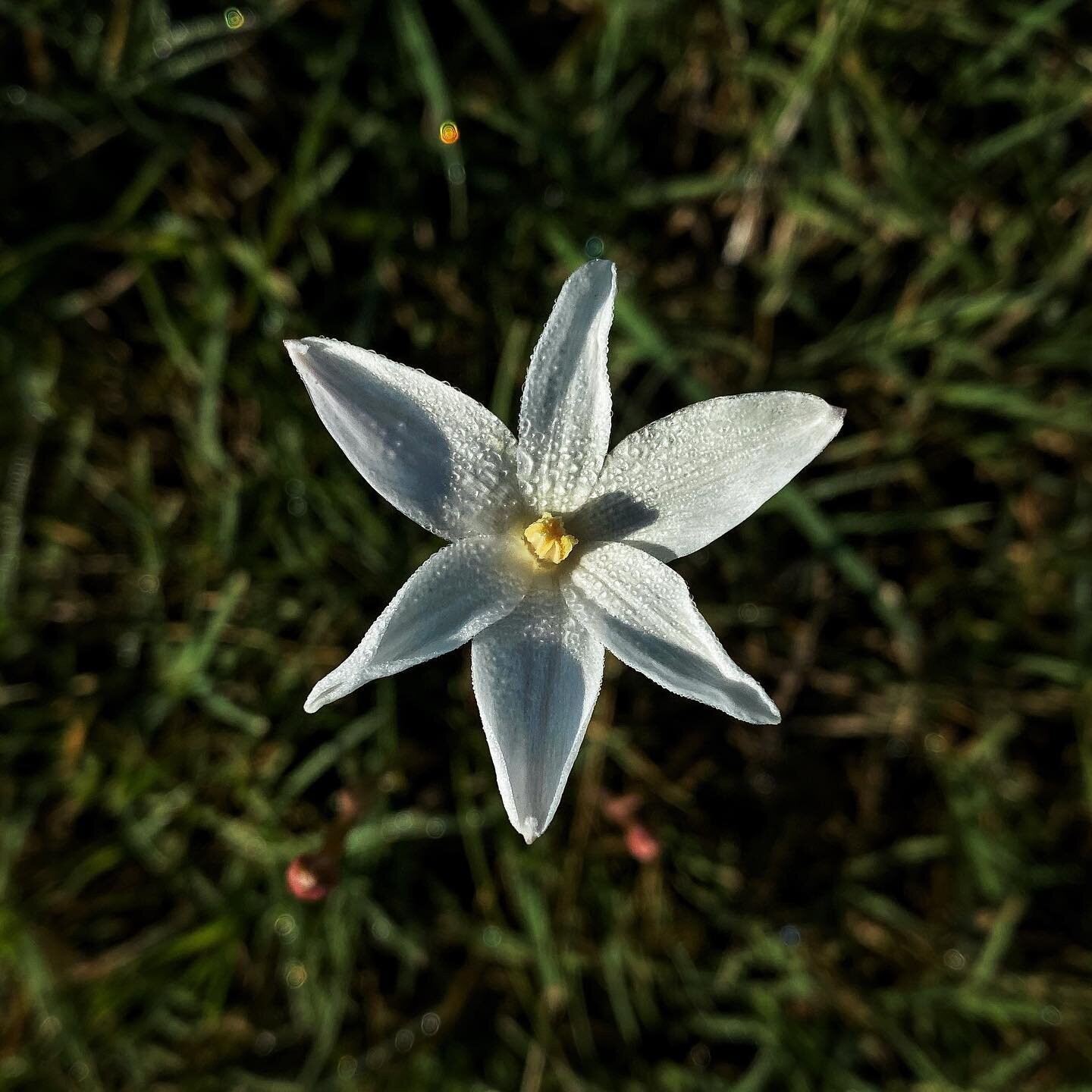 Morning wildflower. 

#shotoniphone #iphonography #macrophotography 📸