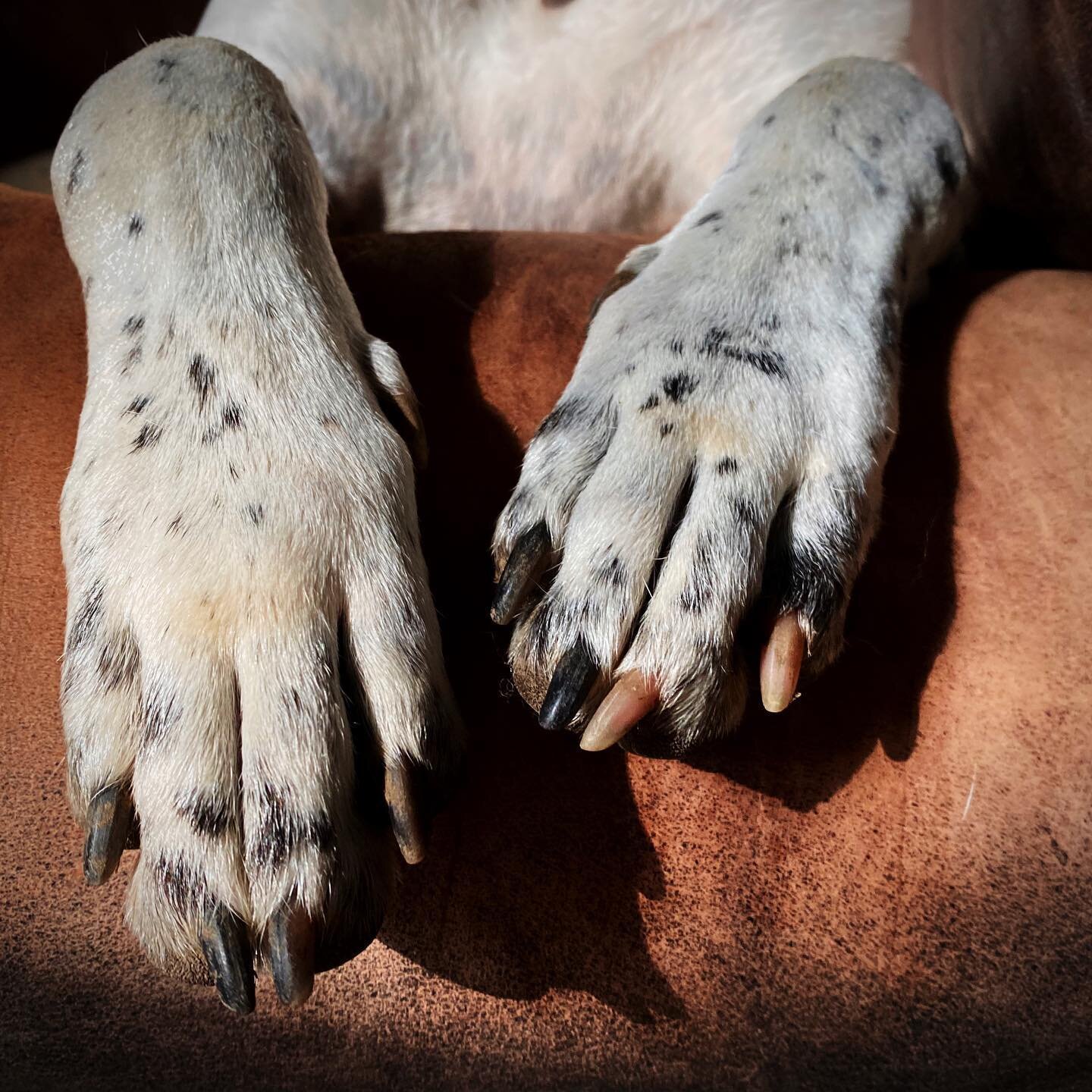 Dog toes. 
#doglife #dogsofinsta #doglovers #dogisgood #dogphotography #dogdays #dogmodel #paws #catahoulaleoparddog