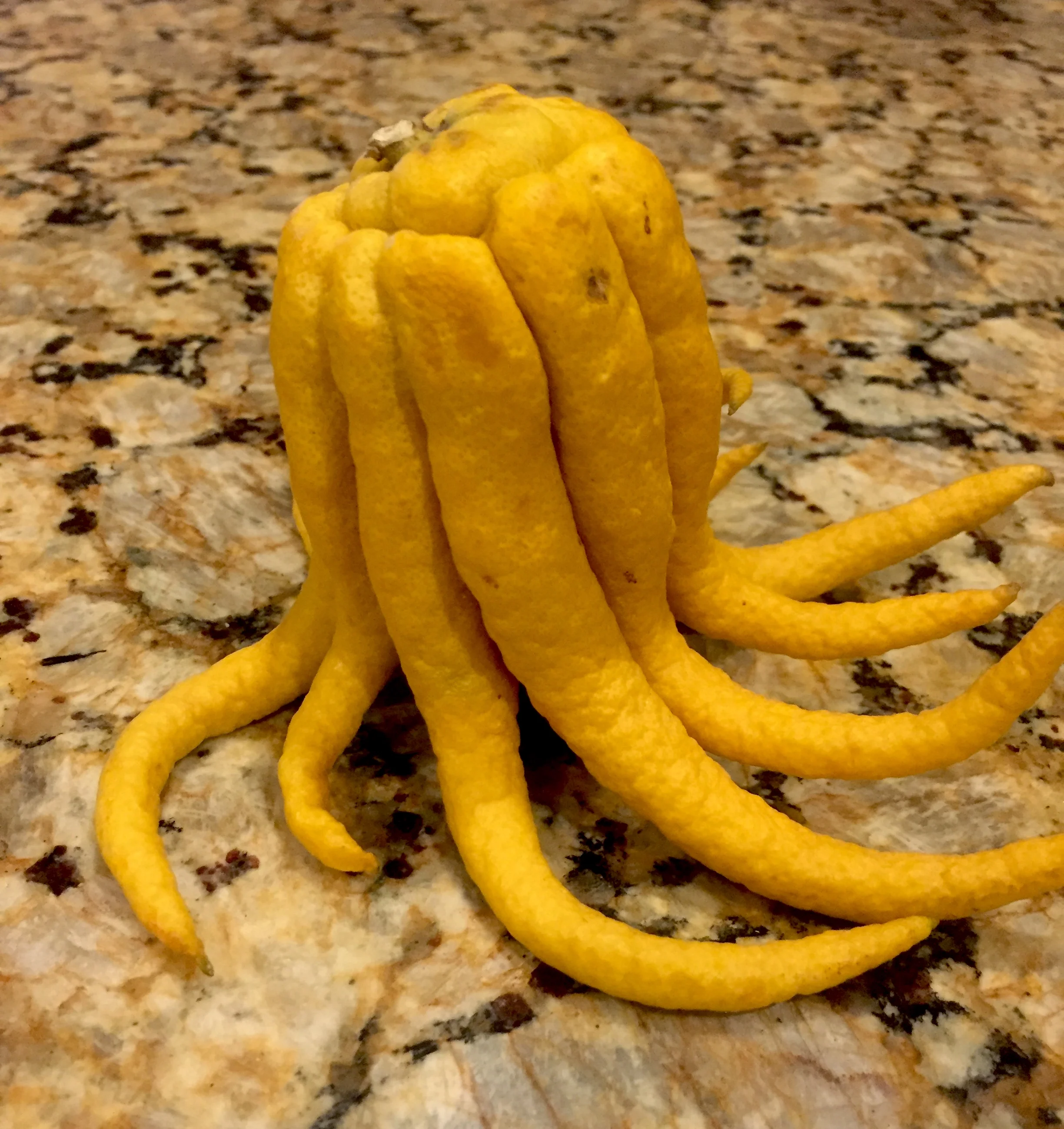 Stranger Things Creature in My Kitchen!!