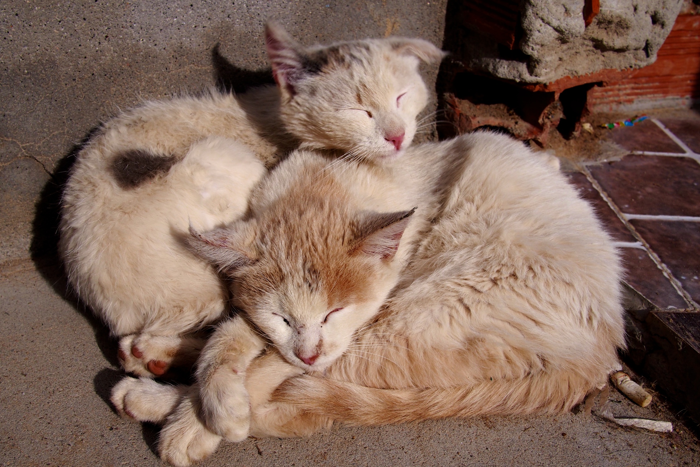 Cute kittens at our cheap-as-chips hostel