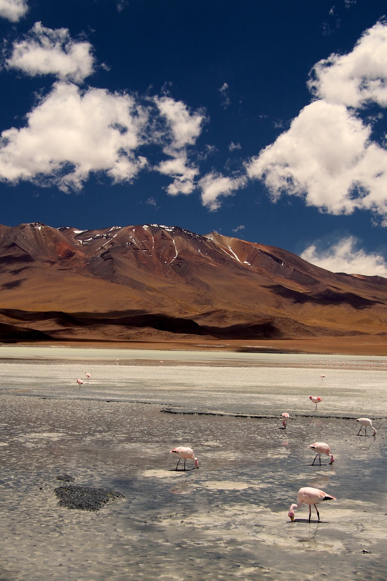 Flamingos on Laguna Cañapa