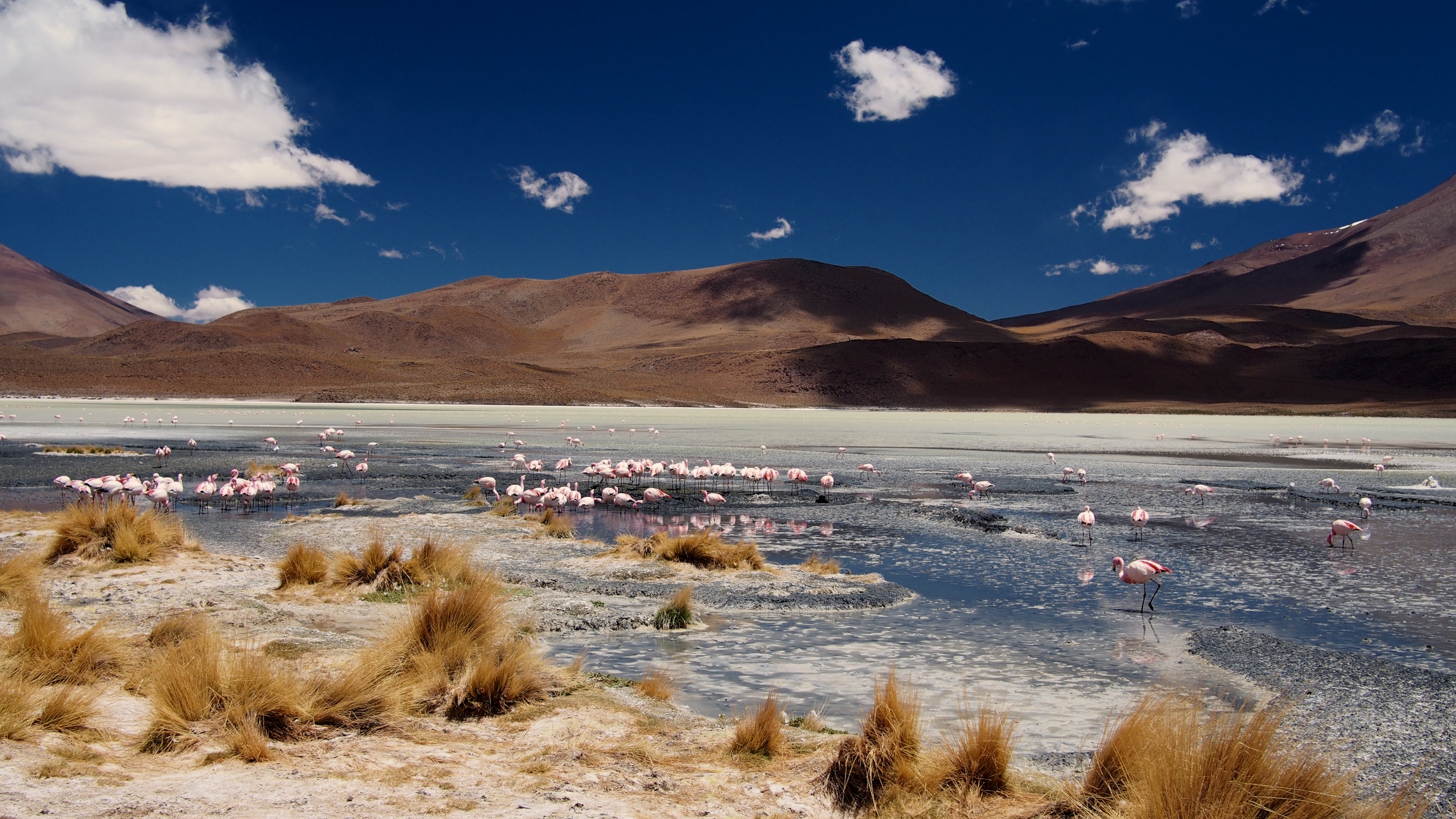 More Flamingos on Laguna Cañapa