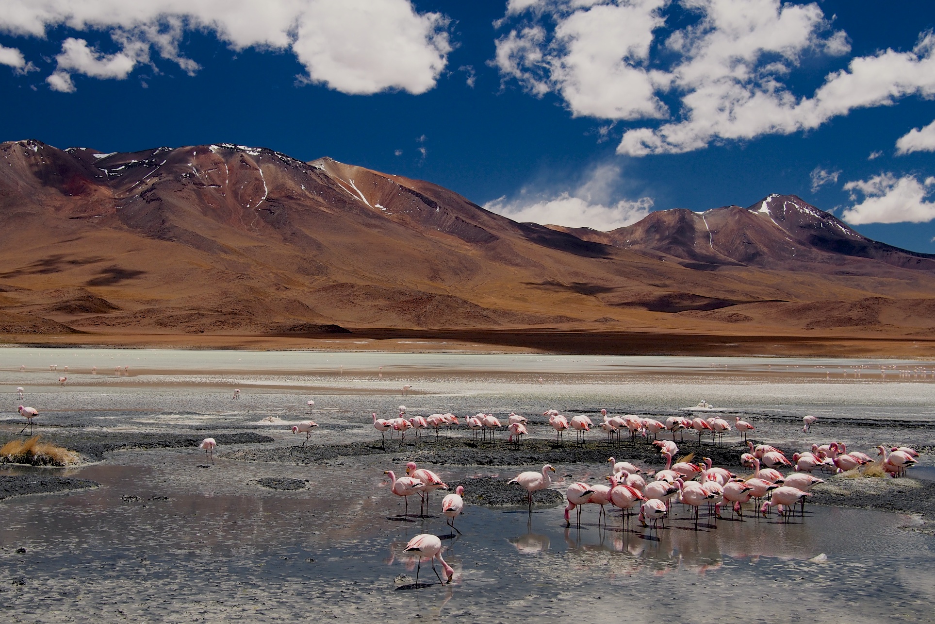I told you there were Flamingos on Laguna Cañapa, right?