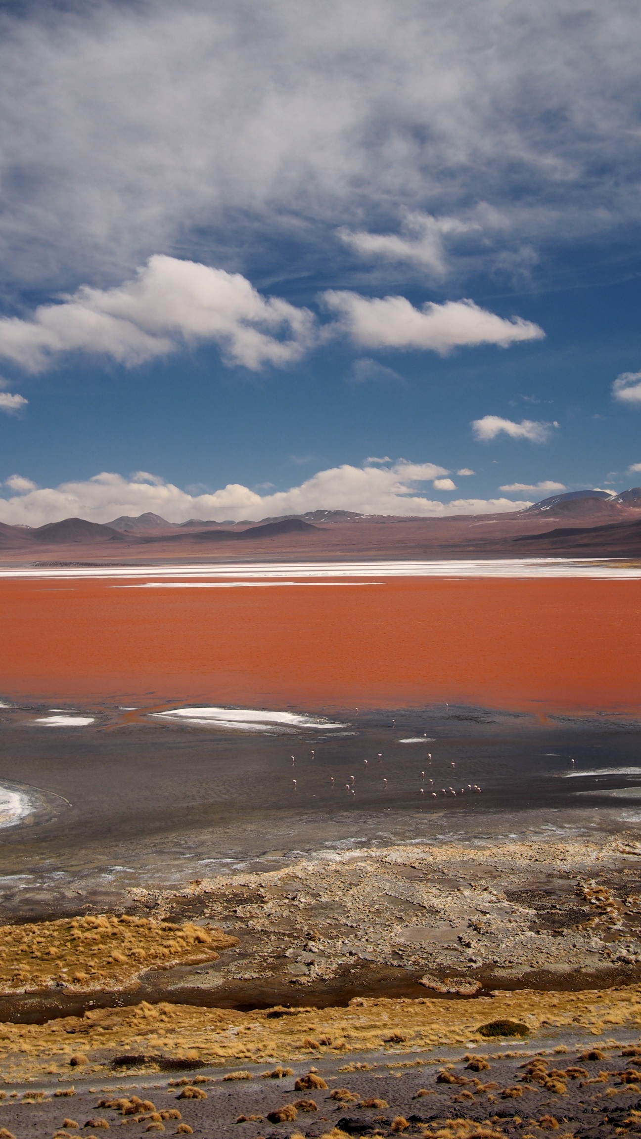 The Laguna Colorada is the main nesting site of the three species of Andean flamingos: Chilean Flamingo, Andean Flamingo and James's Flamingo
