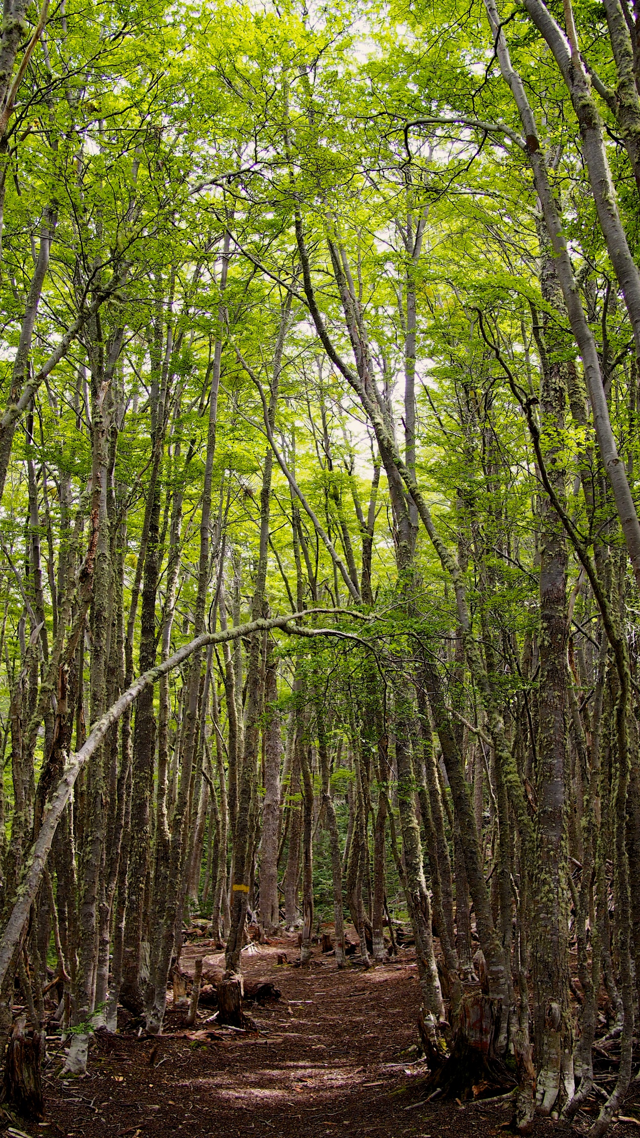 We got sidetracked by the beautiful light coming in through the trees and couldn't resist taking a few pictures