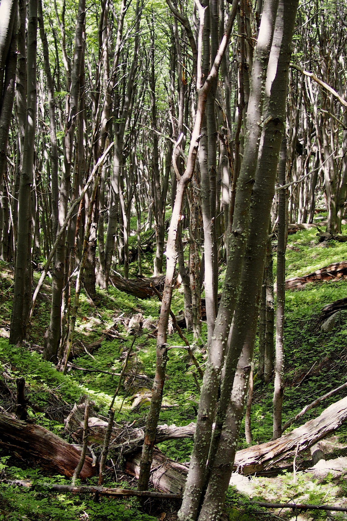 but it's also very beautiful, working your way up through a majestic forest