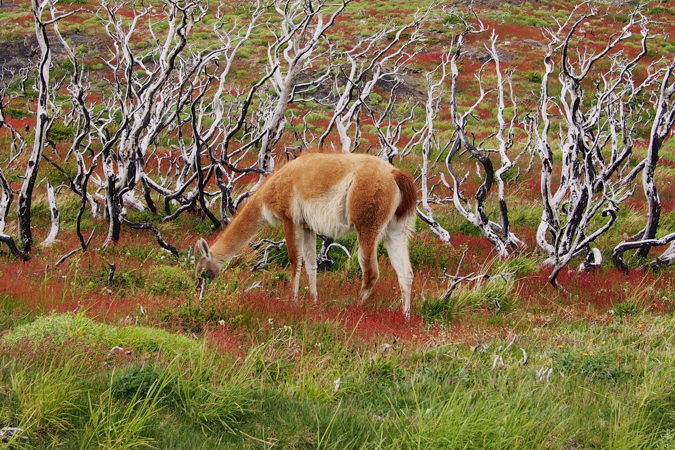 Our first sighting of the guanaco as we waited for our boat to cross Lake Pehoé