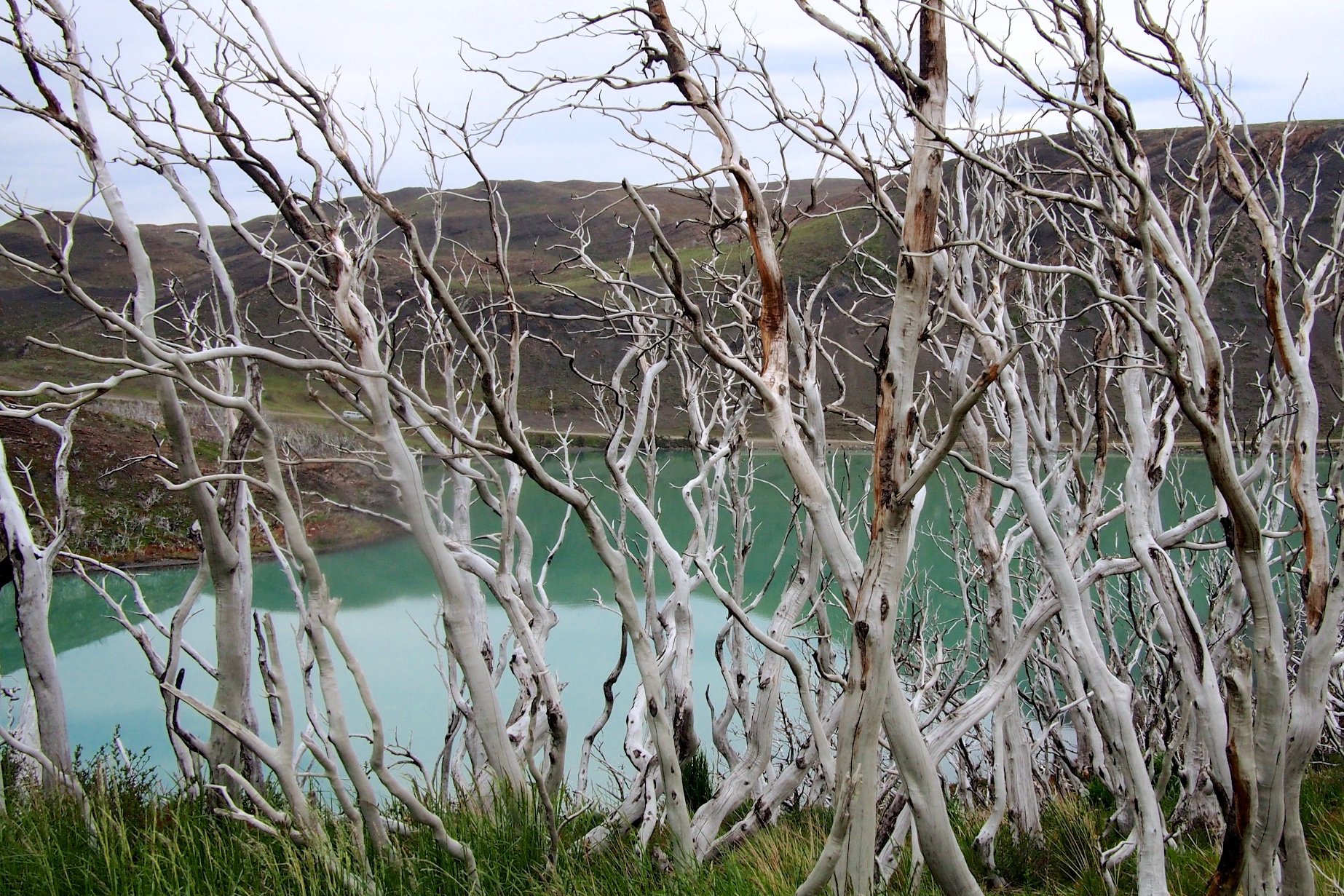 A view of Lake Pehoé through the fire-struck trees