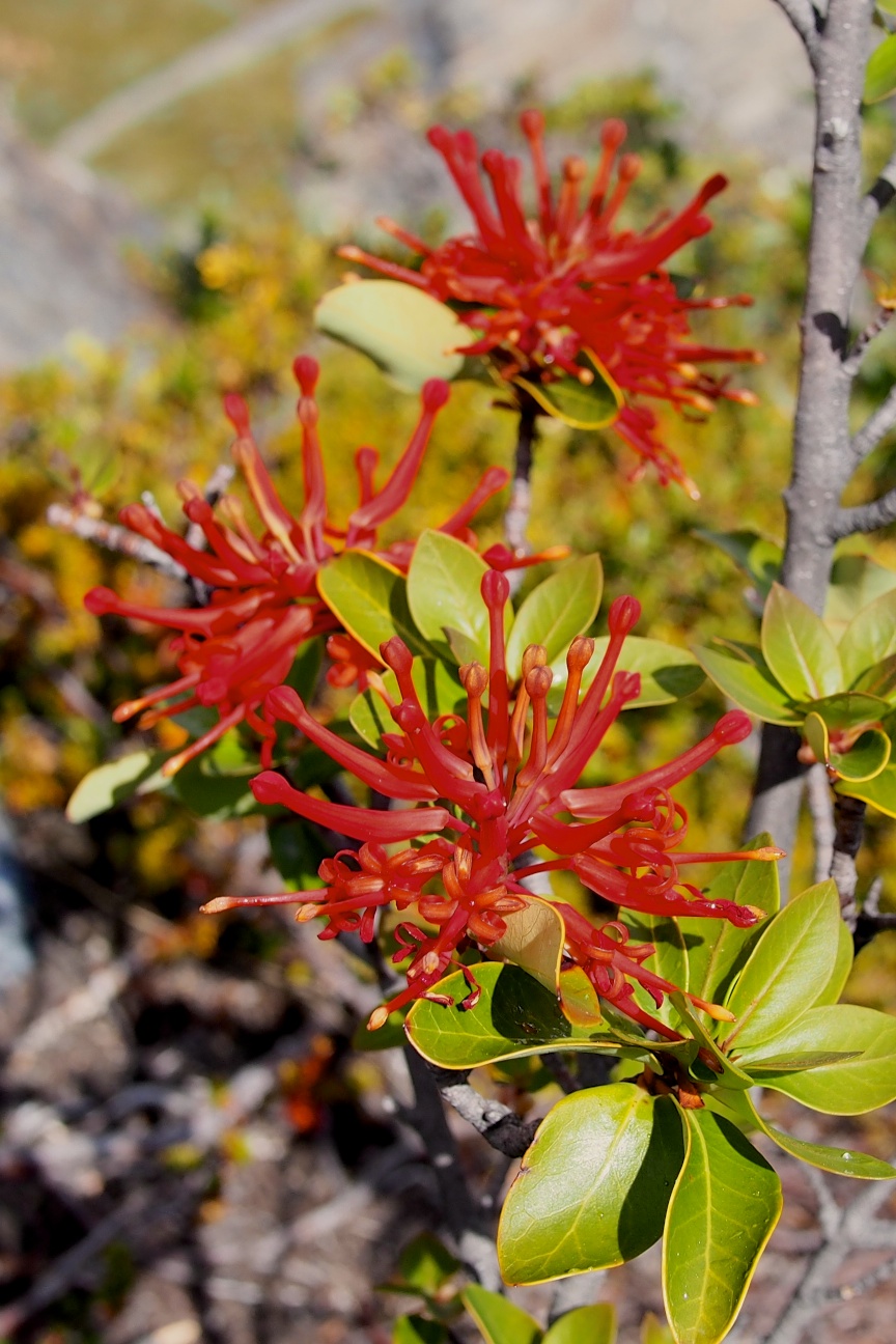 Embothrium coccineum , more well known as Chilean fire bush, is a constant companion on the trek