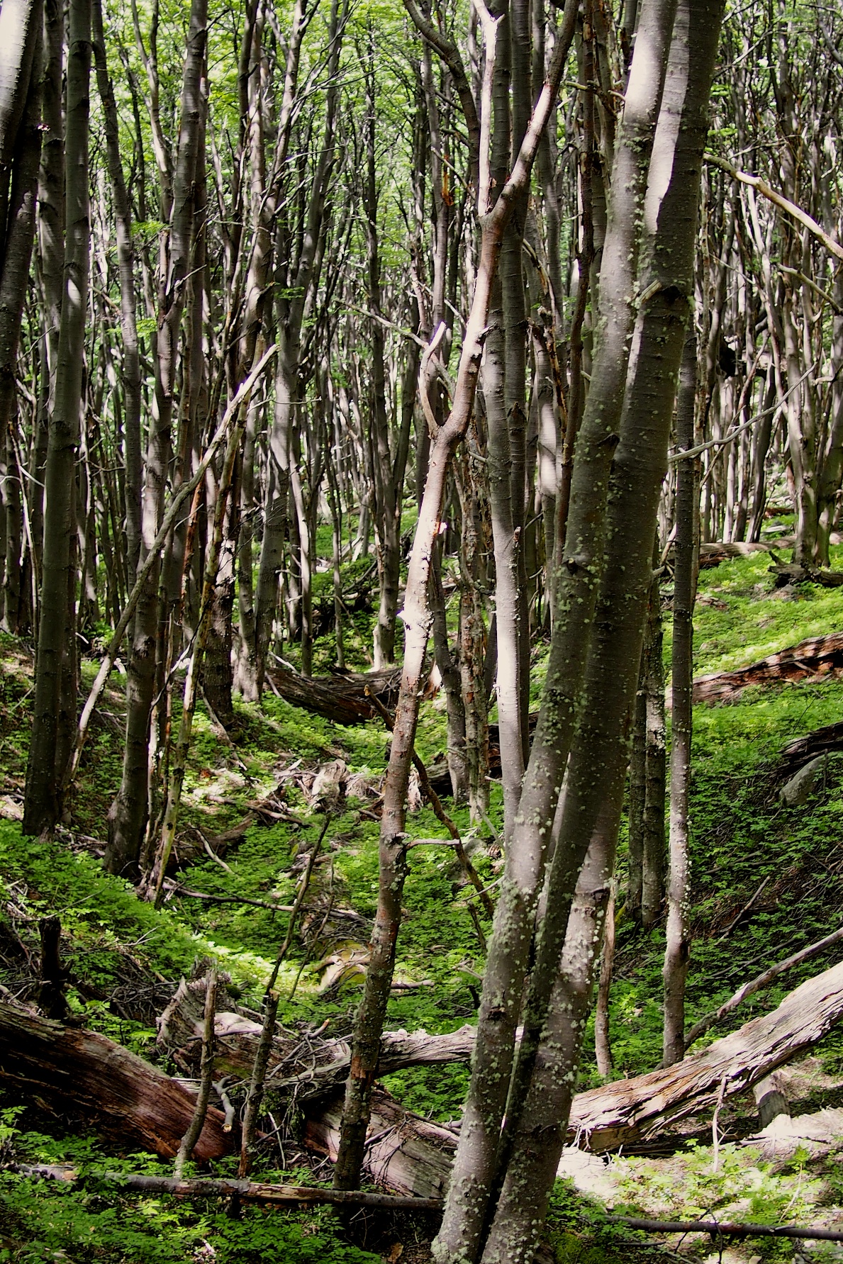 More majestic forests on day four as we worked our way up to Campo Torres